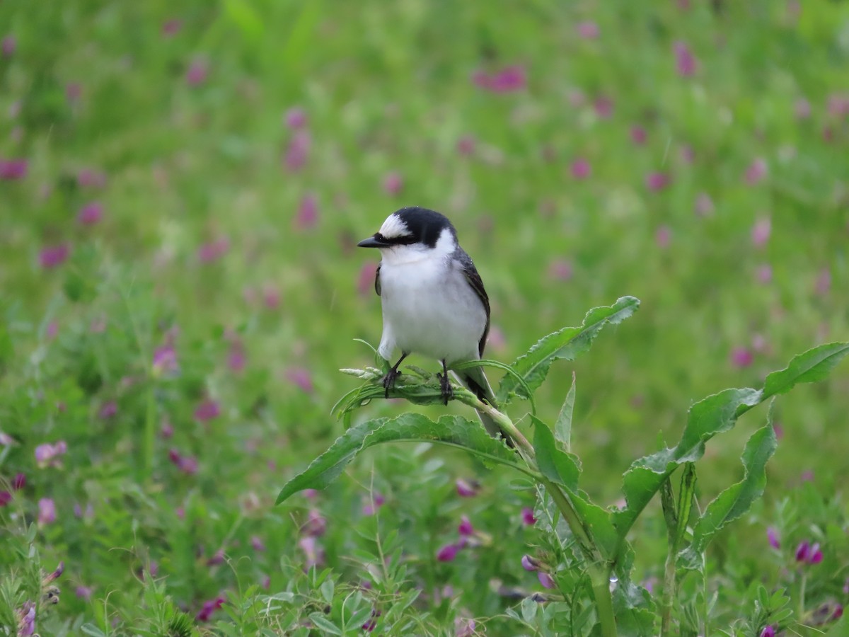 Ashy Minivet - ML635091182