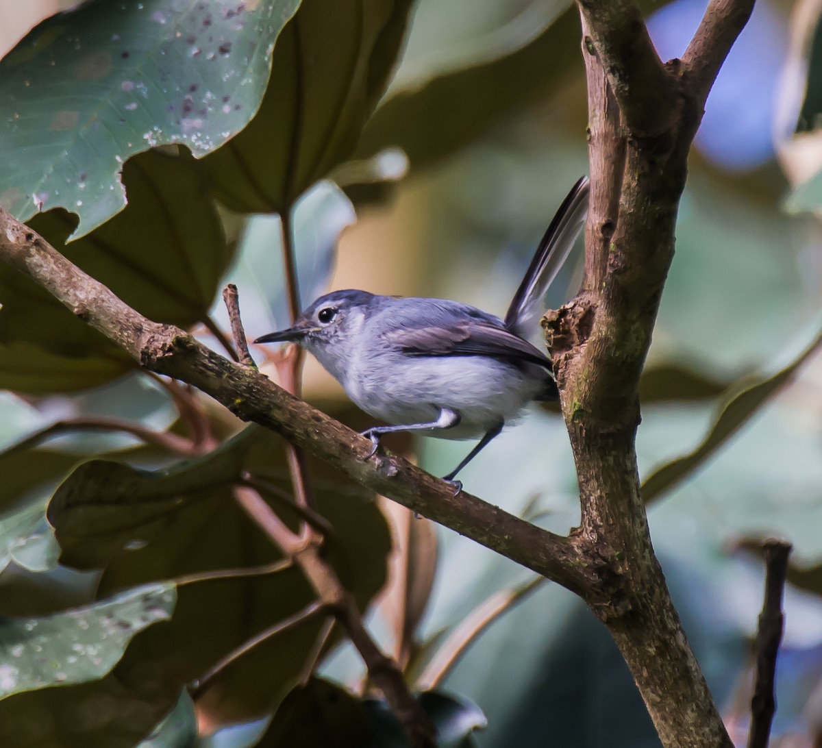 White-browed Gnatcatcher - ML635091209