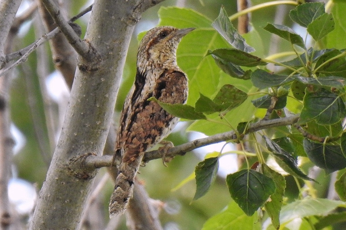 Eurasian Wryneck - ML635091247