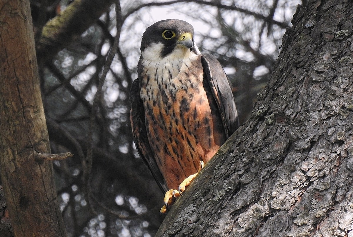 Eleonora's Falcon - ML635091254