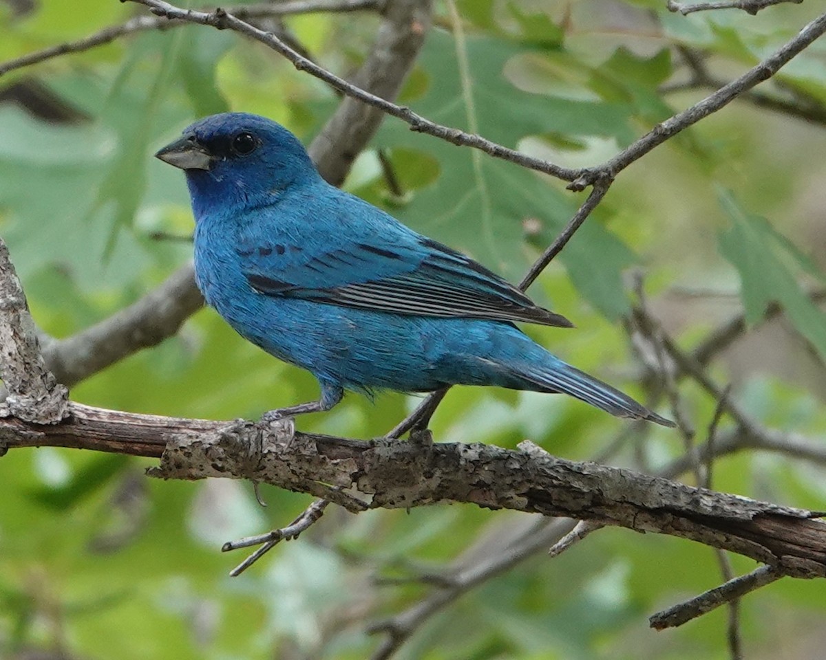 Indigo Bunting - ML635091255