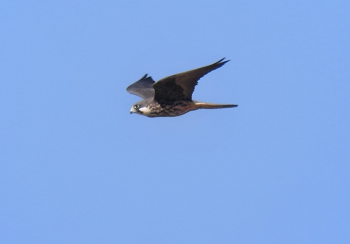 Eleonora's Falcon - ML635091274