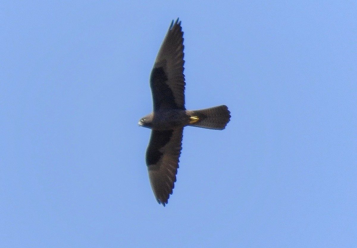 Eleonora's Falcon - ML635091277