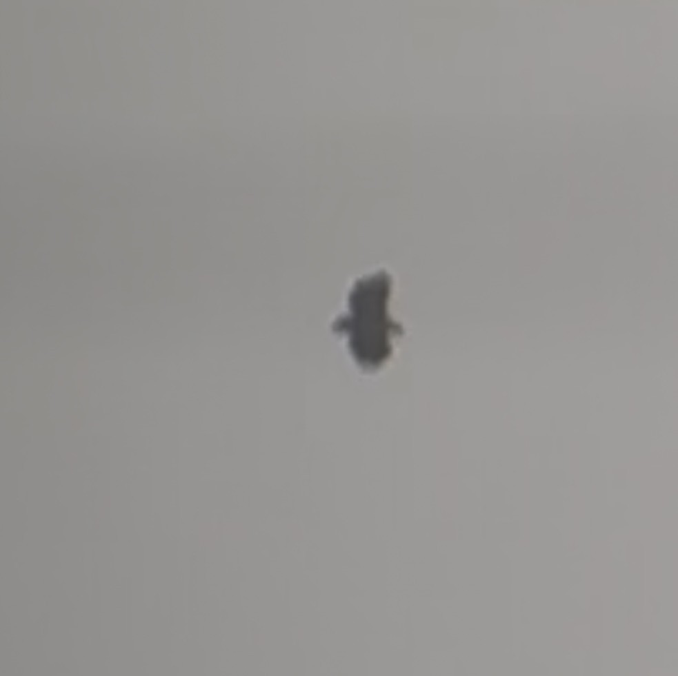 White-tailed Eagle - ML635091283