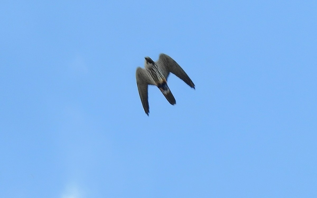 Eurasian Hobby - ML635091286
