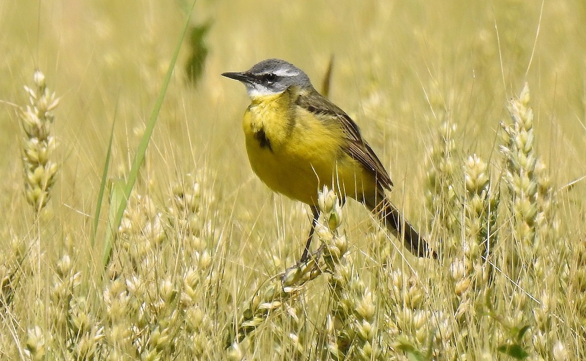 Western Yellow Wagtail - ML635091309