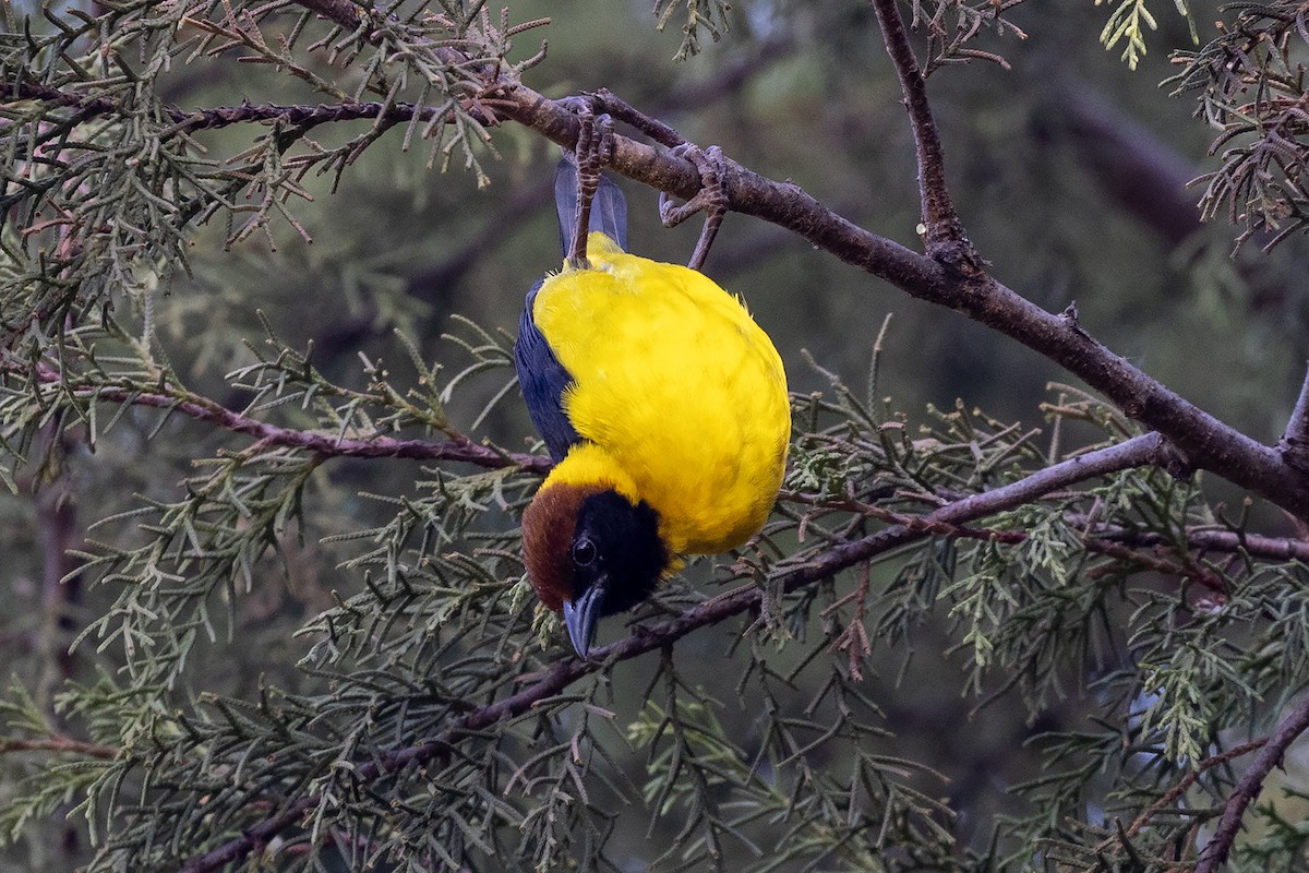 Brown-capped Weaver - ML635091365