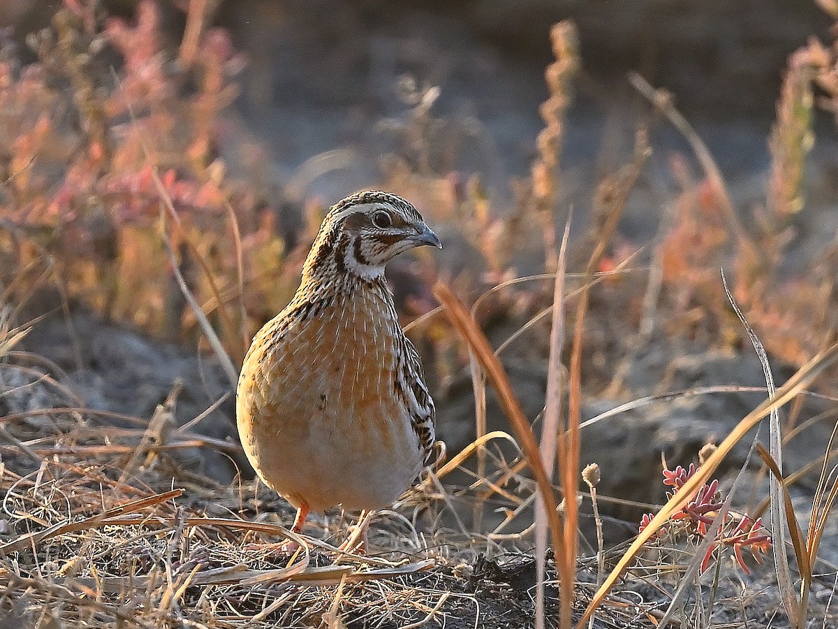 Galeper eurasiarra - ML635091391