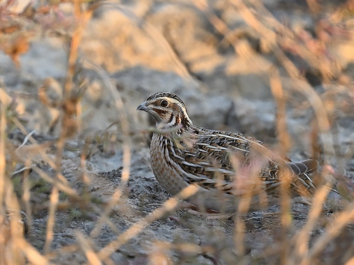 Galeper eurasiarra - ML635091392