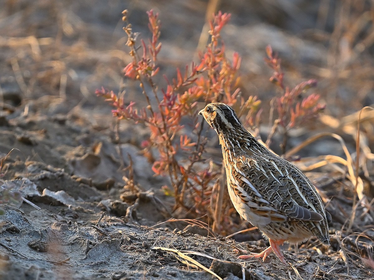 Galeper eurasiarra - ML635091393