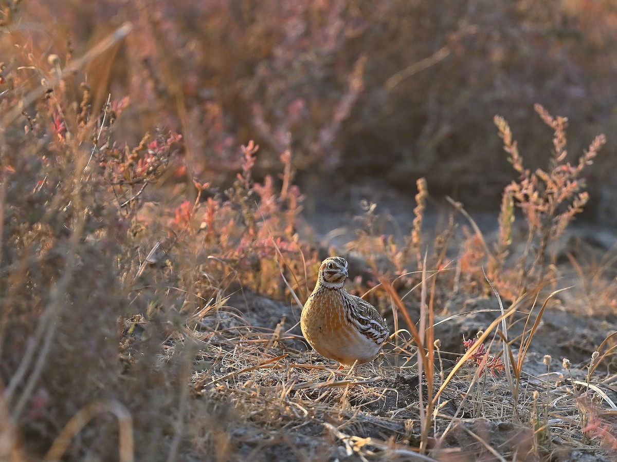 Galeper eurasiarra - ML635091394