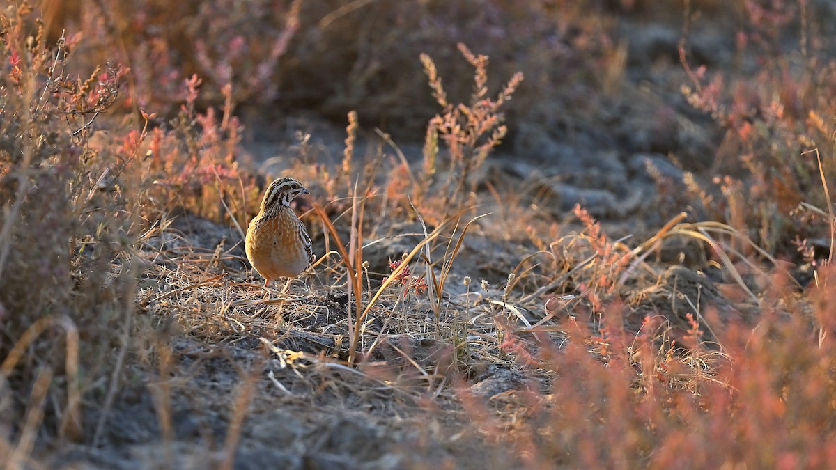 Galeper eurasiarra - ML635091395