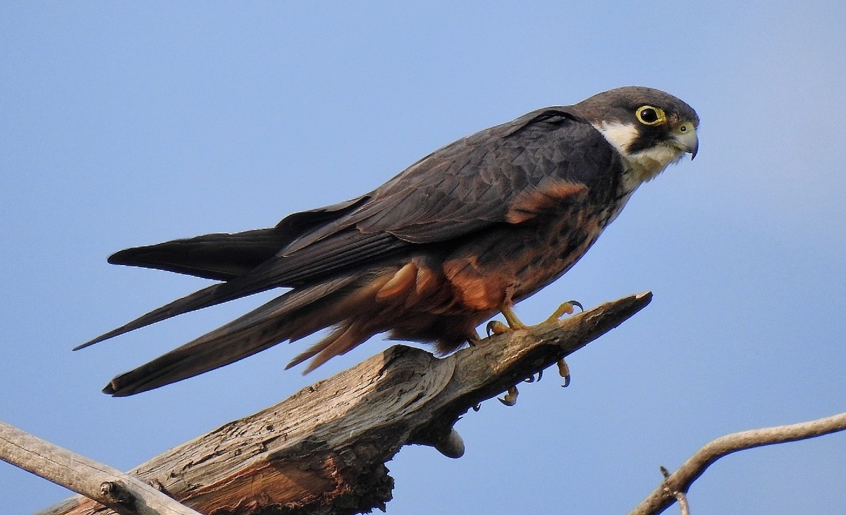 Eleonora's Falcon - ML635091408