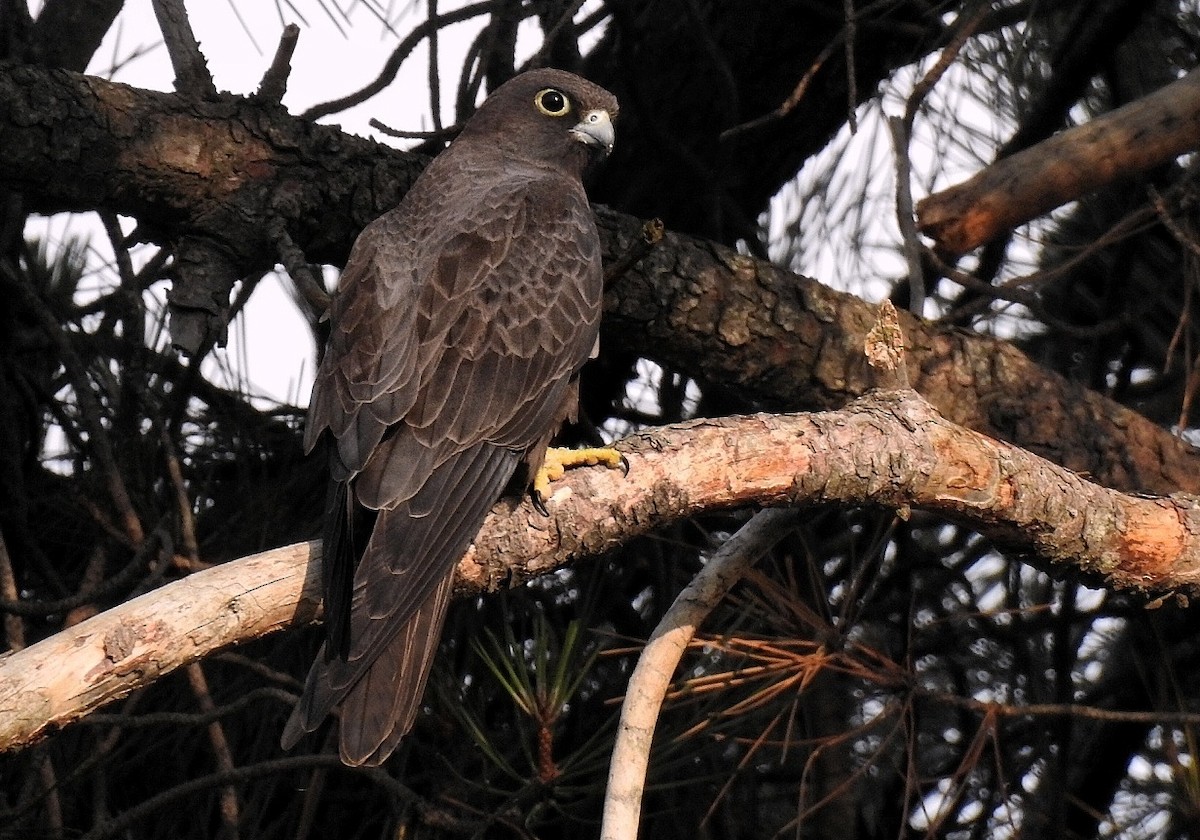 Eleonora's Falcon - ML635091411