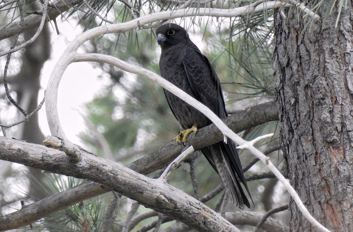 Eleonora's Falcon - ML635091414
