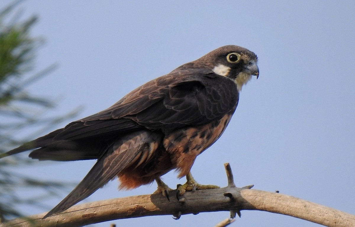Eleonora's Falcon - ML635091428