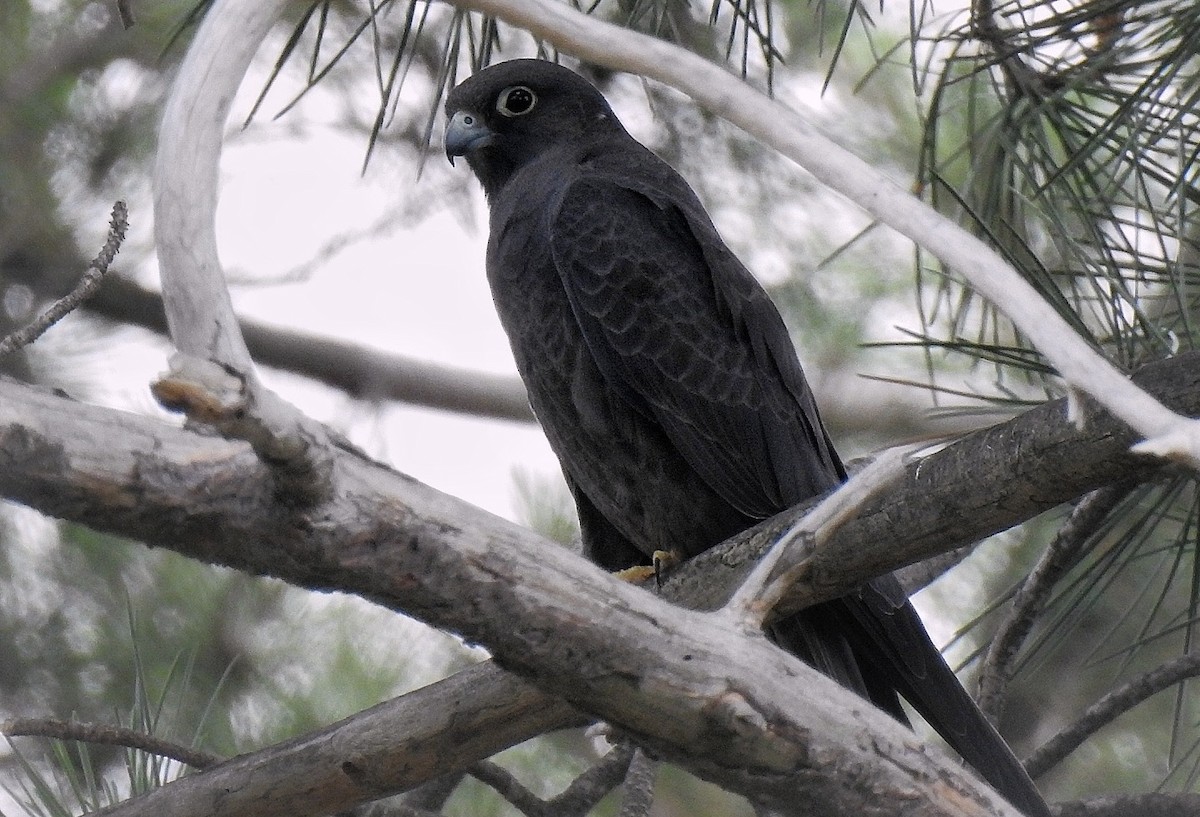 Eleonora's Falcon - ML635091431