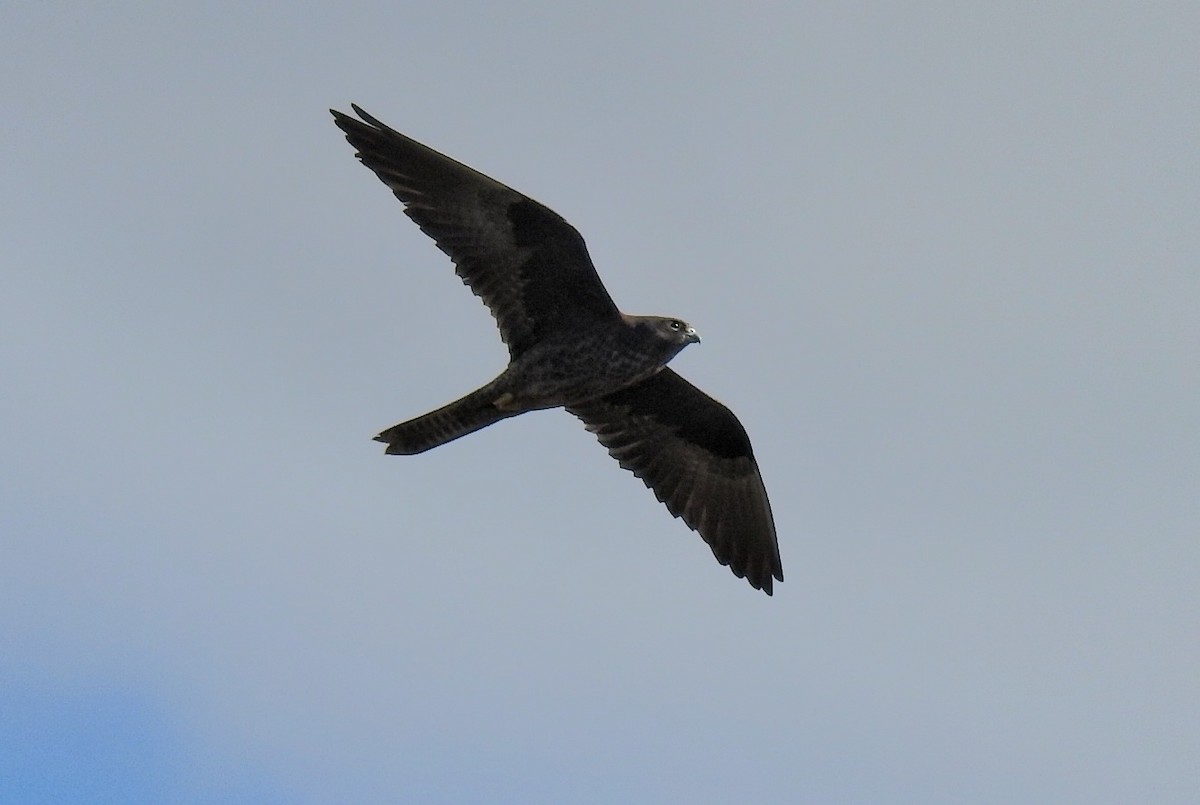Eleonora's Falcon - ML635091453