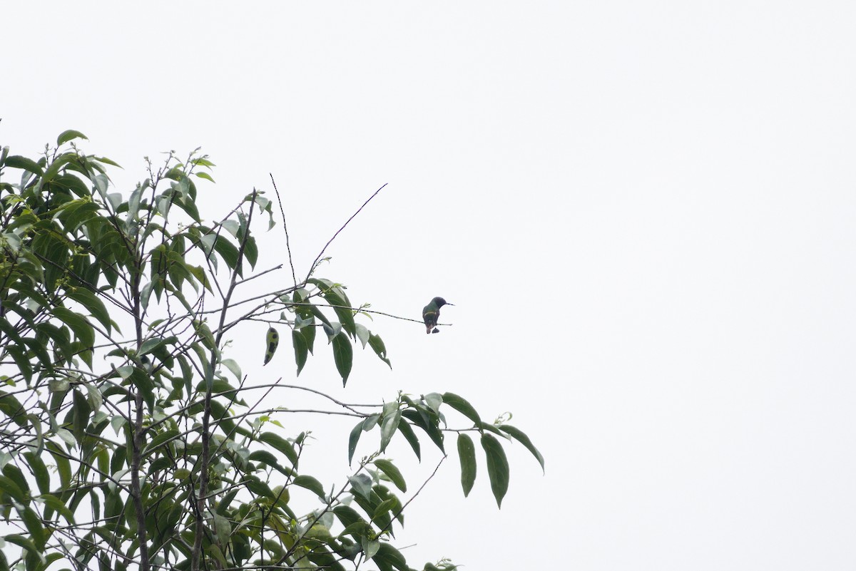 Racket-tipped Thorntail - ML635091463
