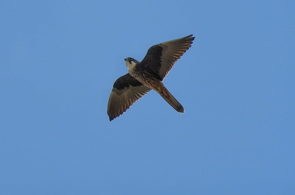 Eleonora's Falcon - ML635091464