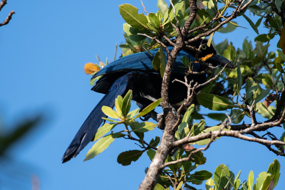 San Blas Jay - ML635091474