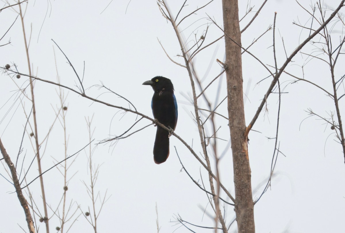 San Blas Jay - ML635091477