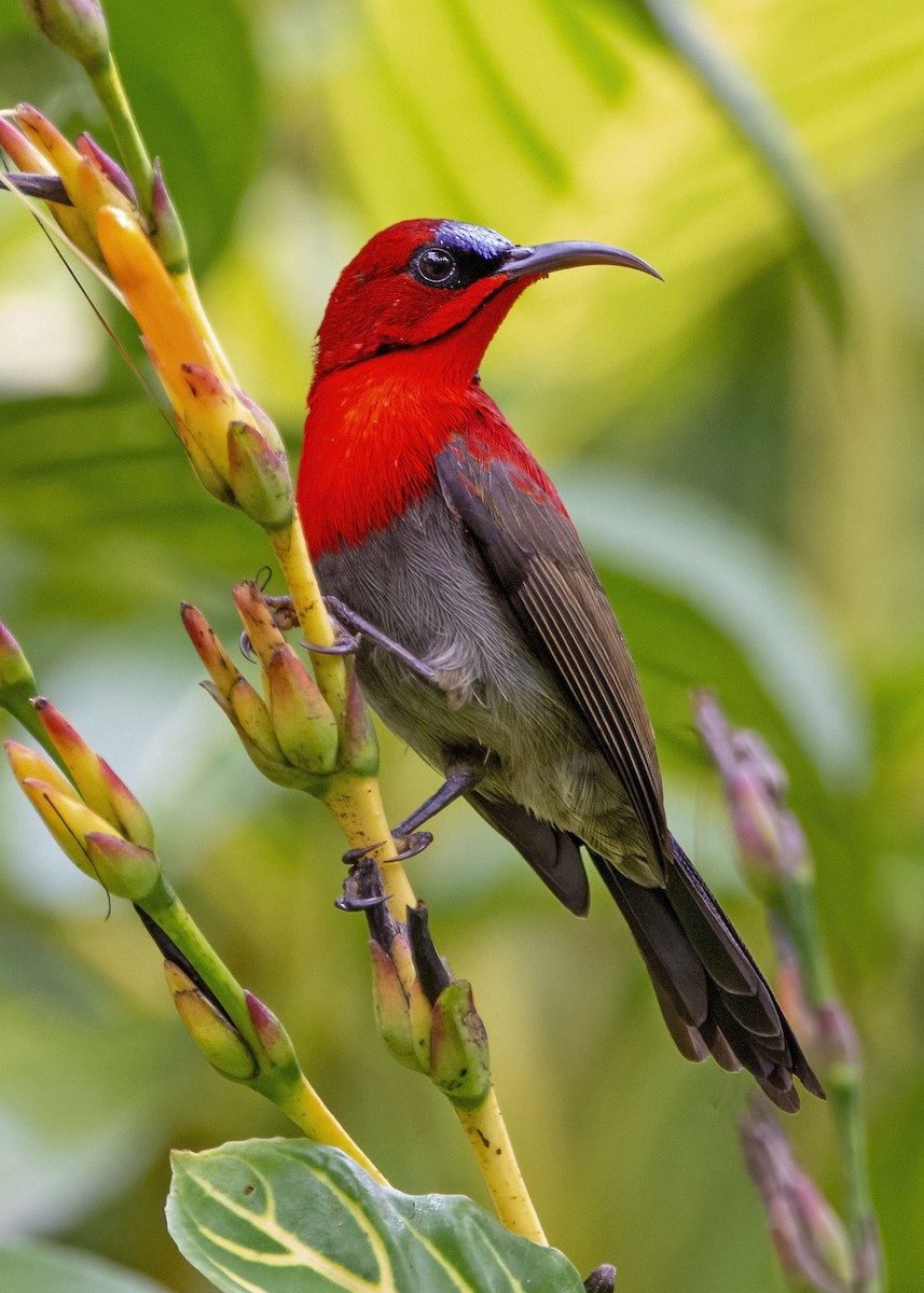 Crimson Sunbird - ML635091499
