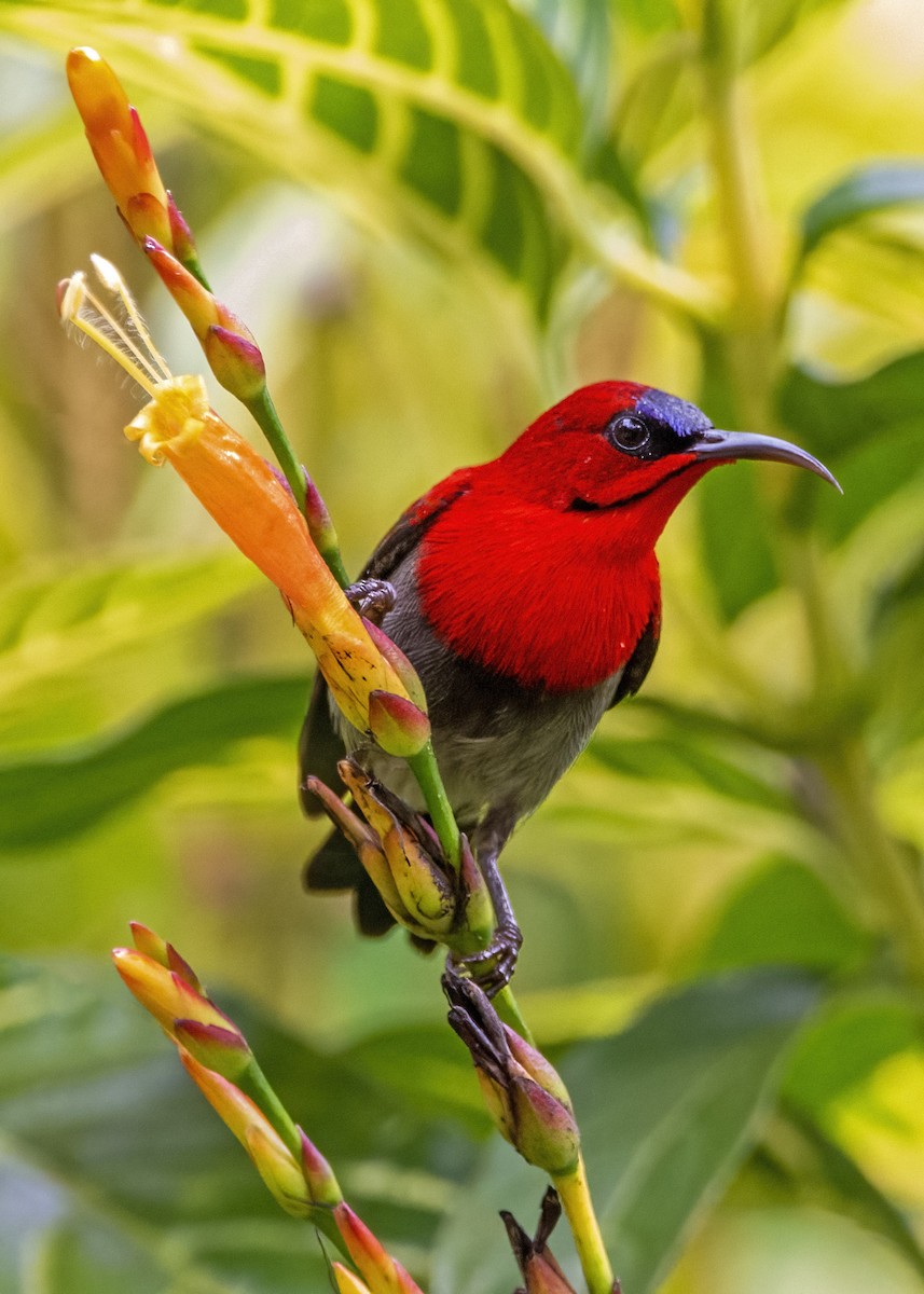 Crimson Sunbird - ML635091500