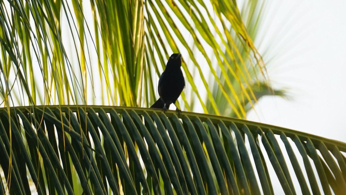 San Blas Jay - ML635091561