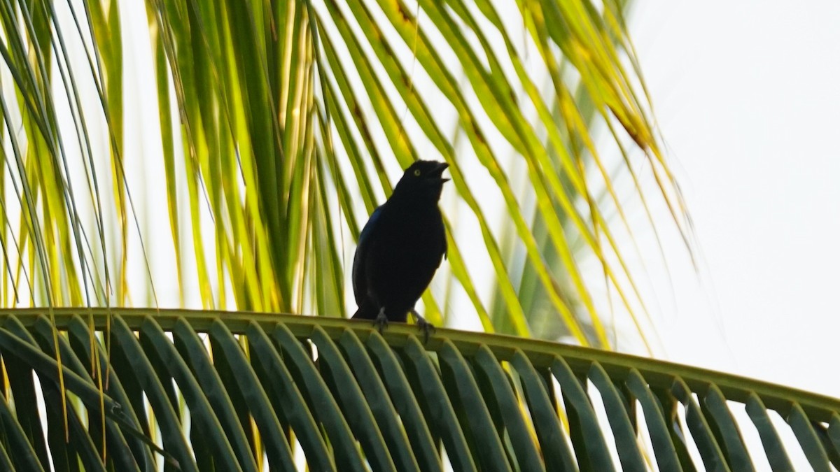San Blas Jay - ML635091562