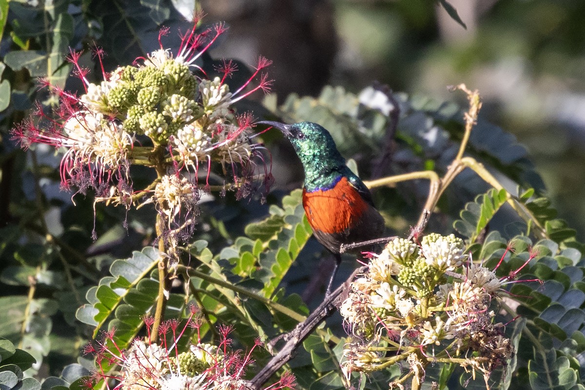 Northern Double-collared Sunbird - ML635091606