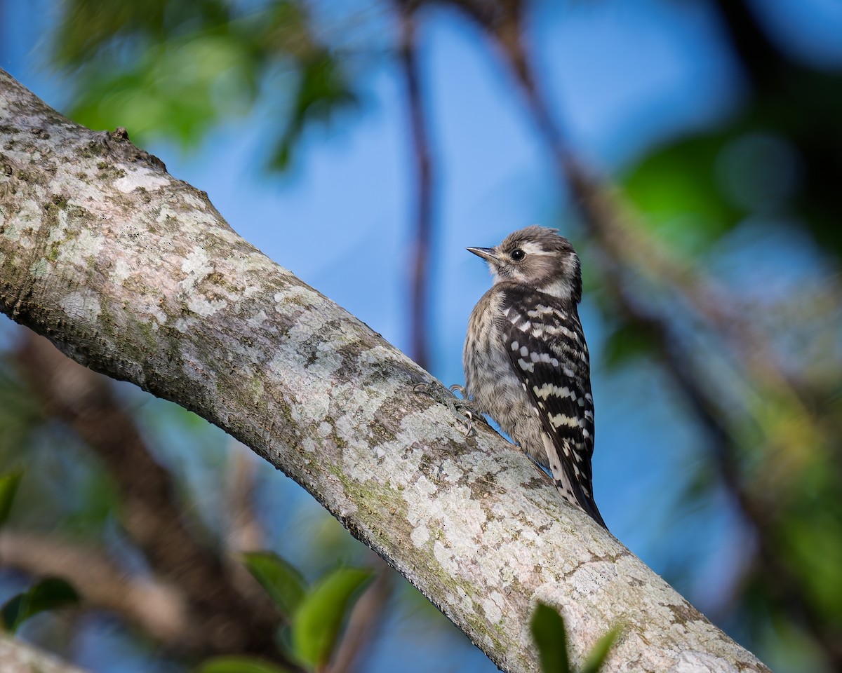 Japanese Pygmy Woodpecker - ML635091608