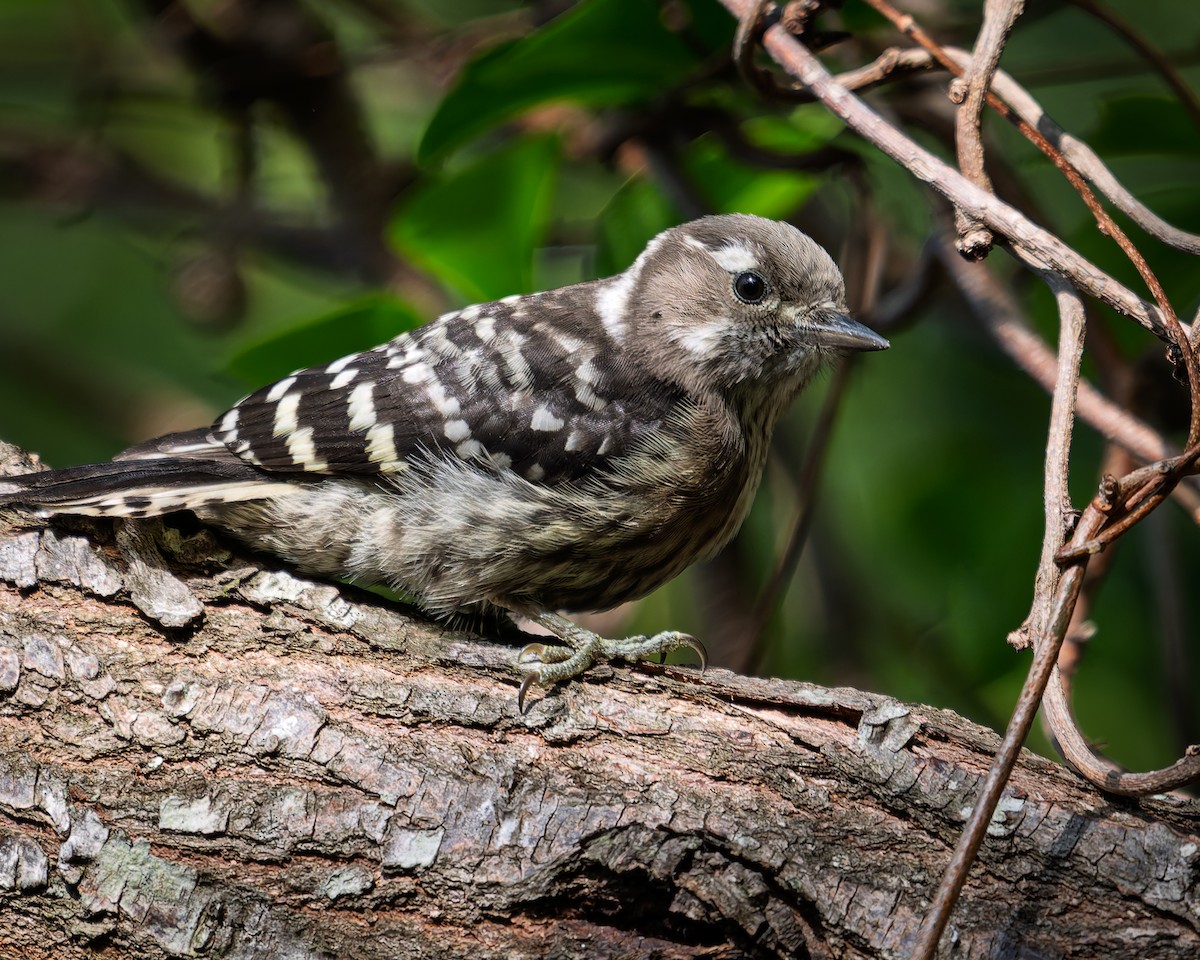 Japanese Pygmy Woodpecker - ML635091609