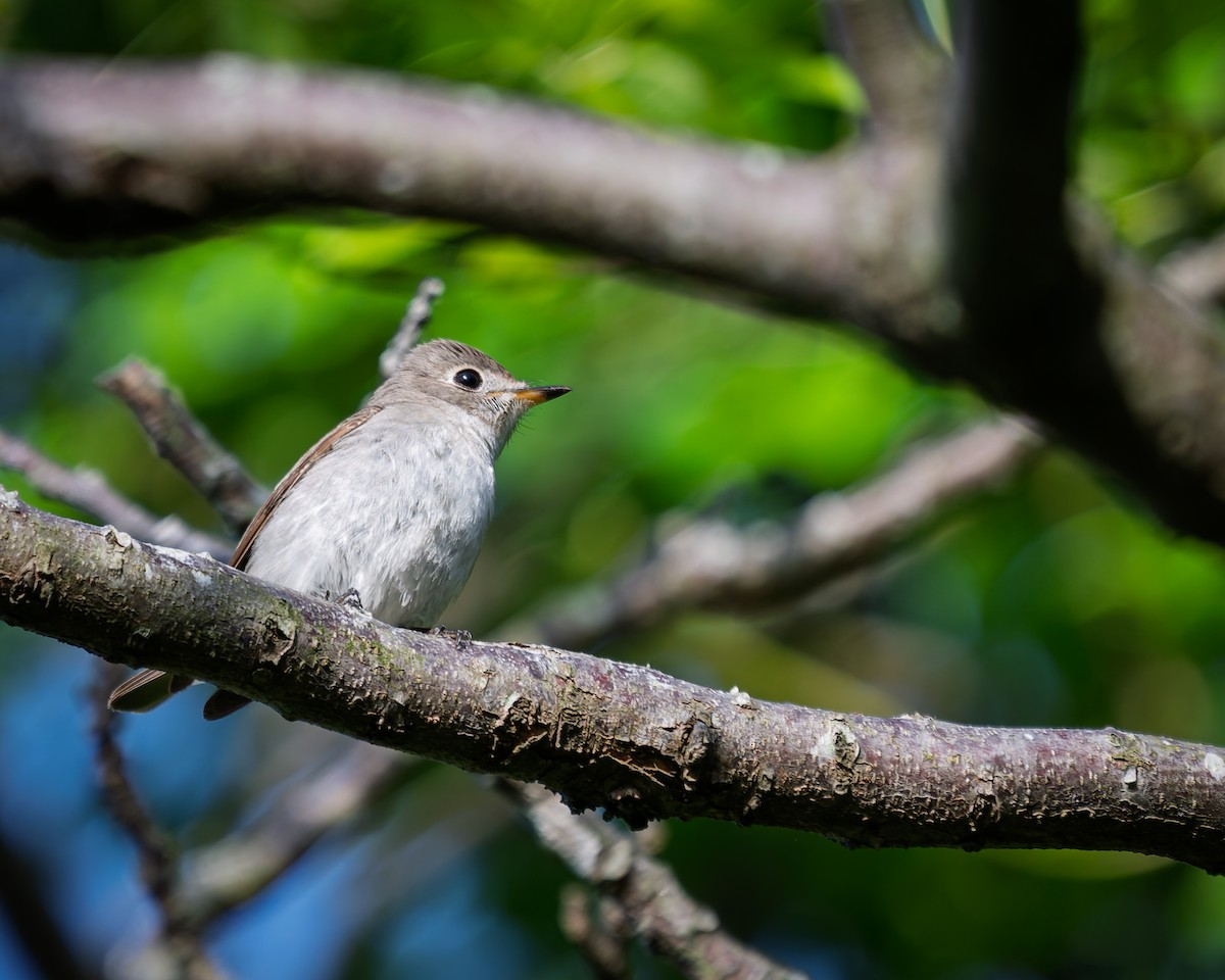 Asian Brown Flycatcher - ML635091629