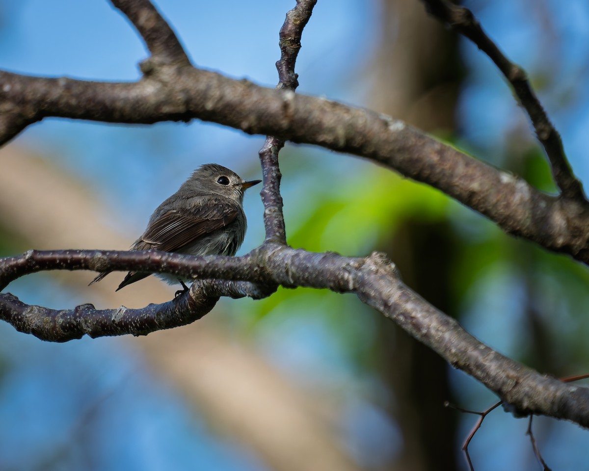 Asian Brown Flycatcher - ML635091630