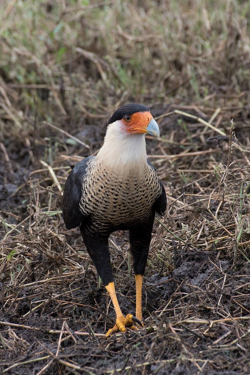 Crested Caracara (Northern) - ML635091676