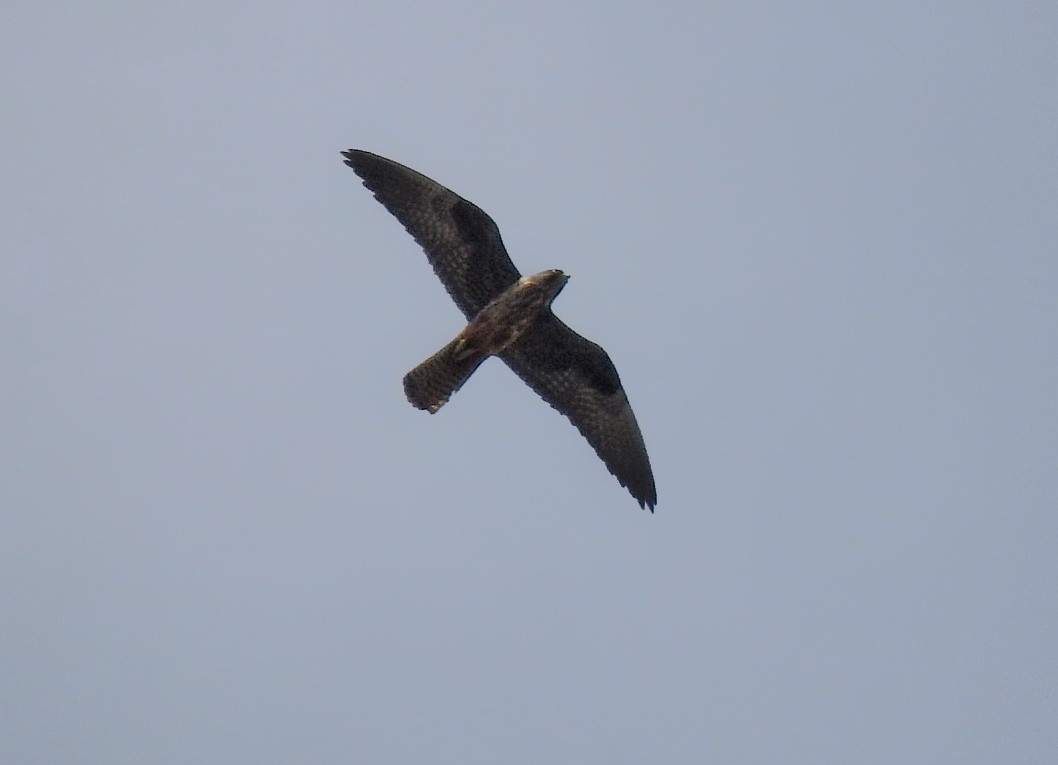 Eleonora's Falcon - ML635091716