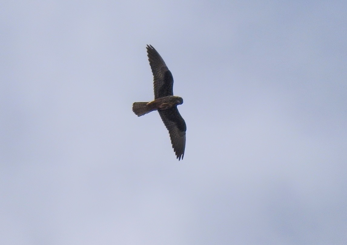 Eleonora's Falcon - ML635091720