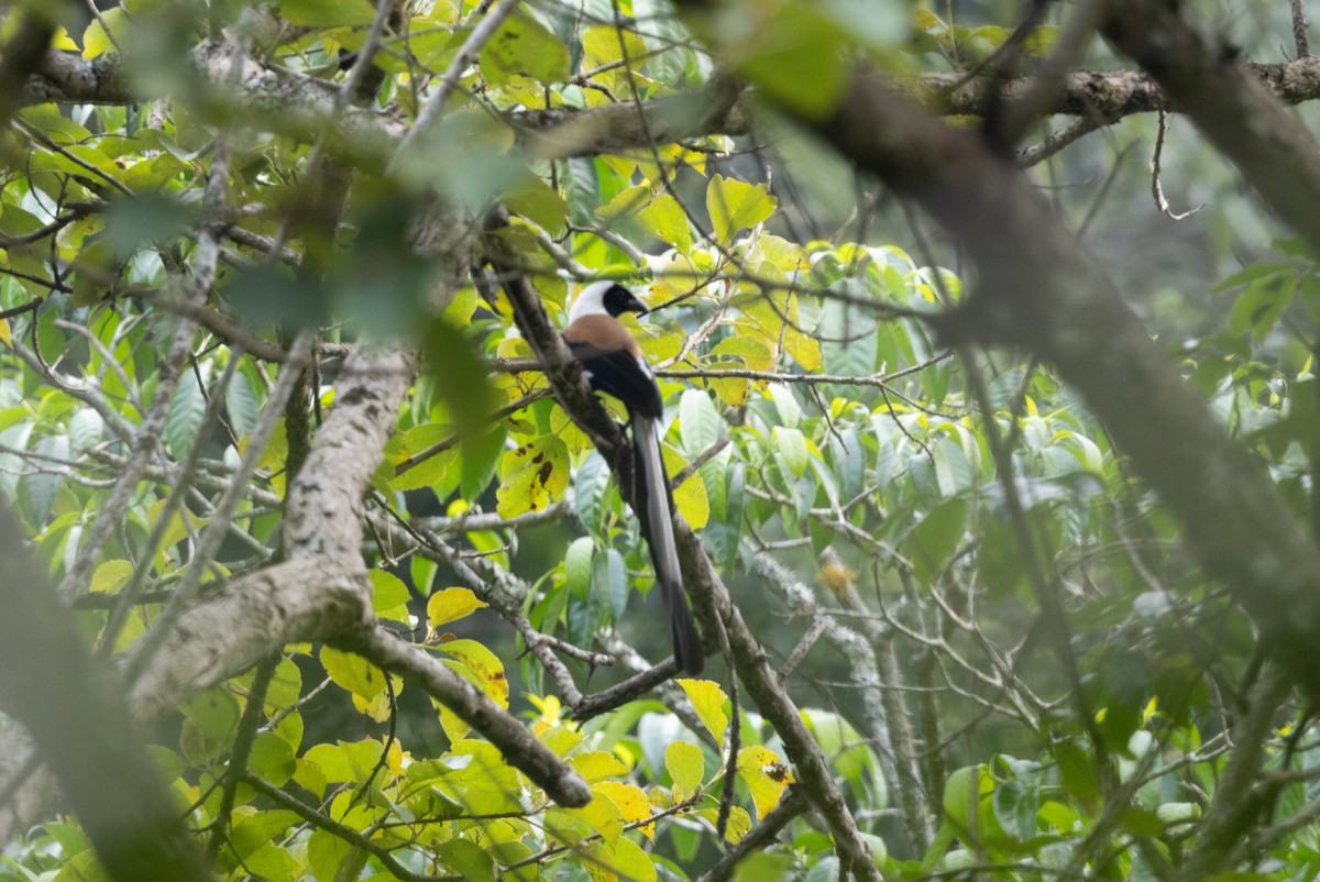 White-bellied Treepie - ML635091817