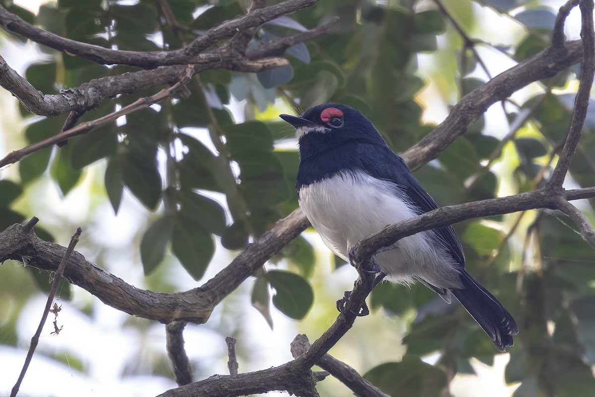 Banded Wattle-eye - ML635091846