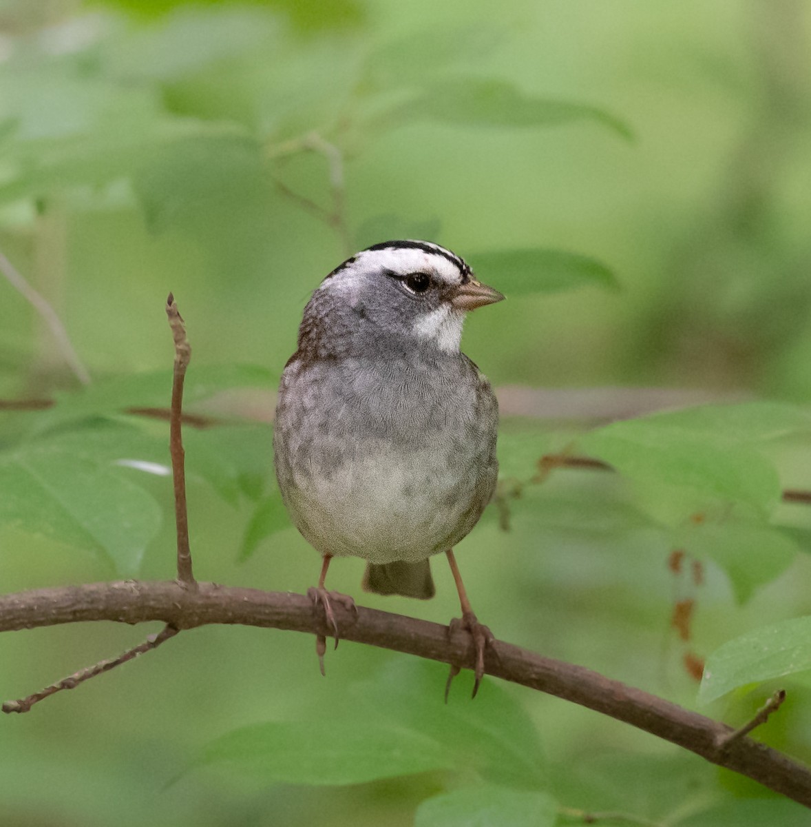 White-crowned x White-throated Sparrow (hybrid) - ML635091924
