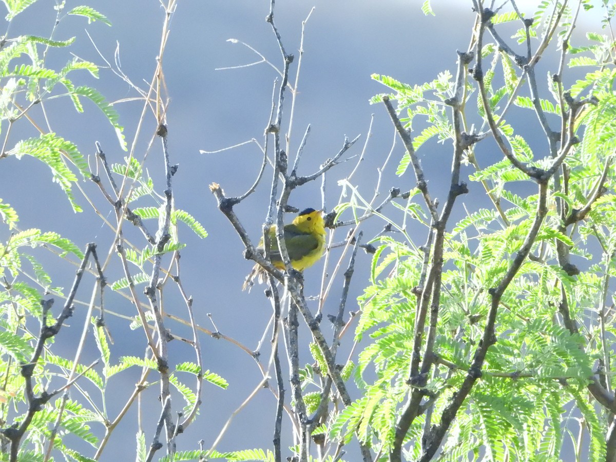 Wilson's Warbler - ML635091983