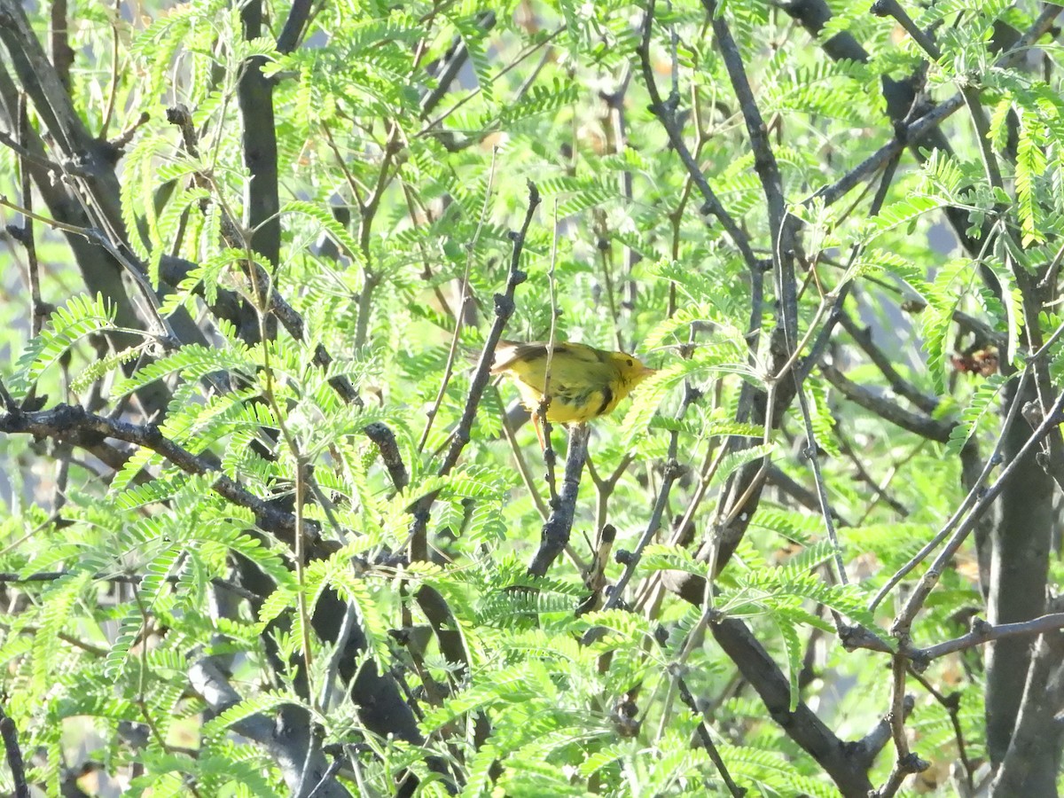 Wilson's Warbler - ML635091984