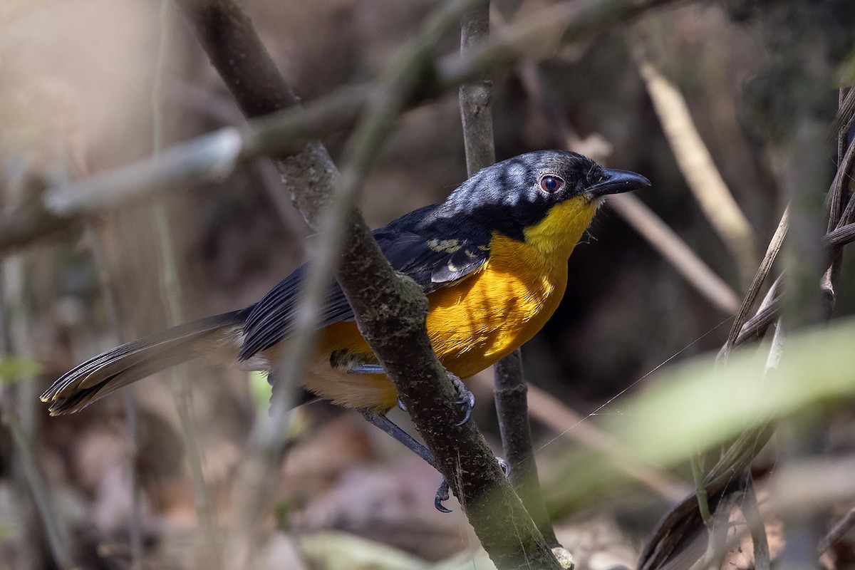 Yellow-breasted Boubou - ML635092088