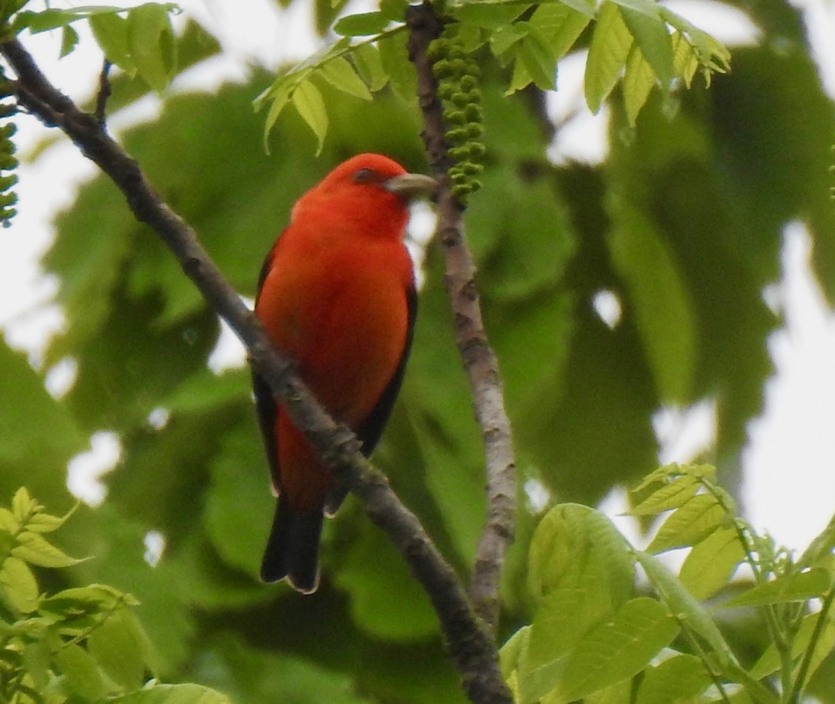 Scarlet Tanager - ML635092114