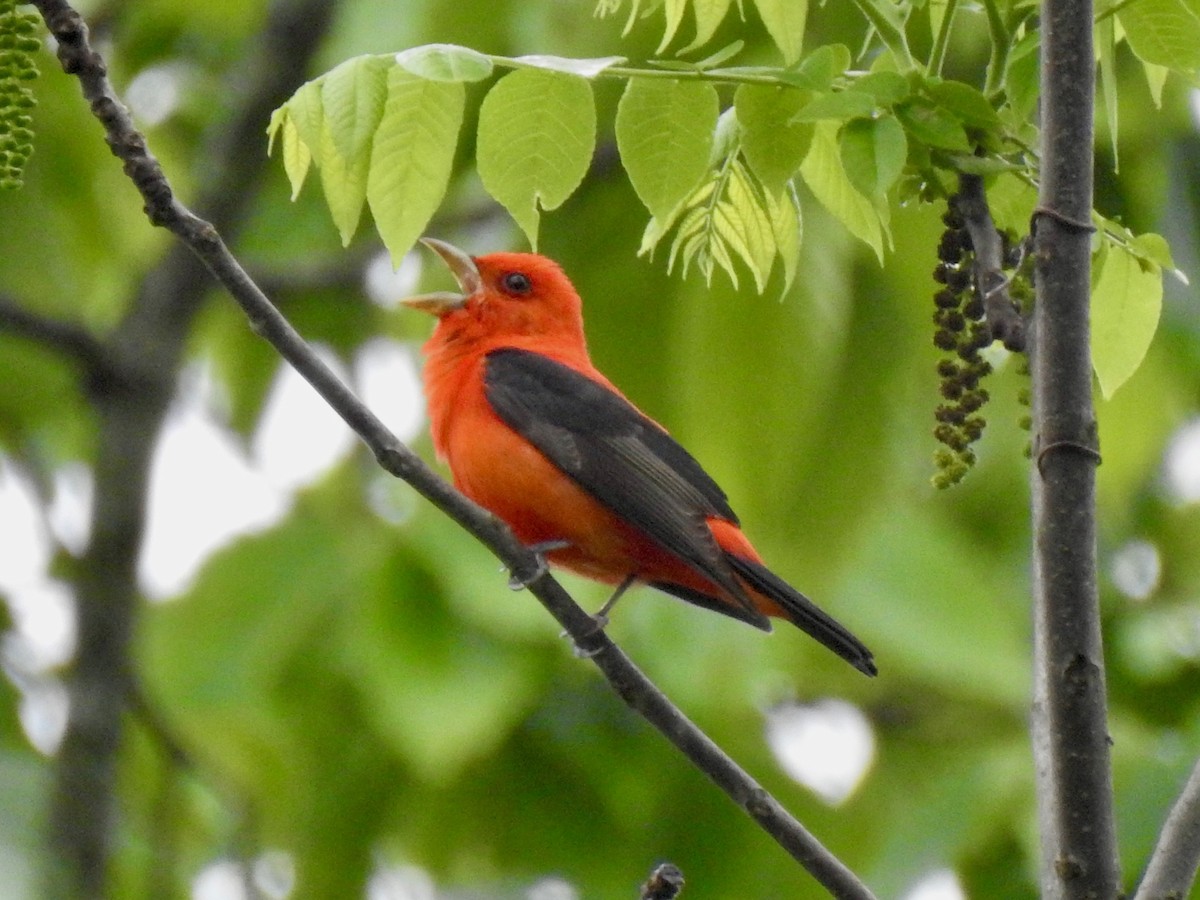 Scarlet Tanager - ML635092115