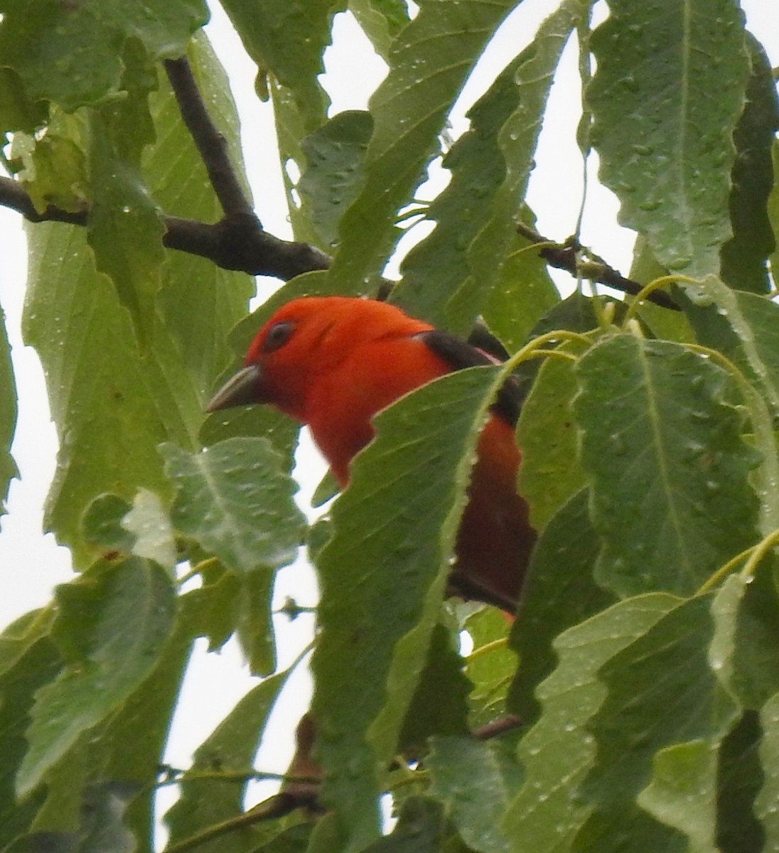 Scarlet Tanager - ML635092116