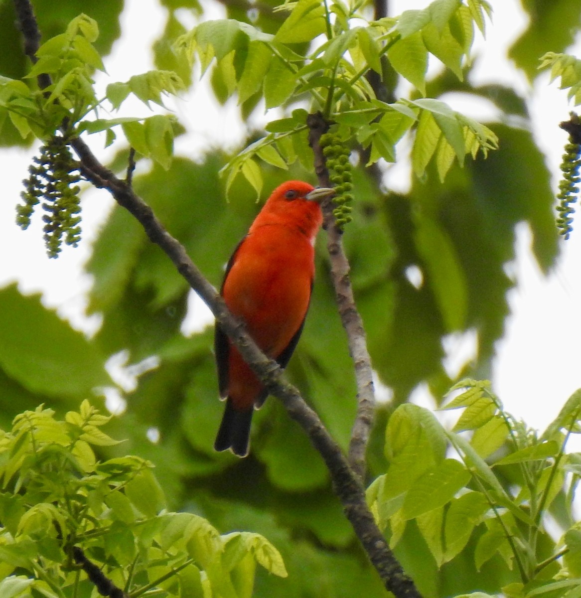 Scarlet Tanager - ML635092117