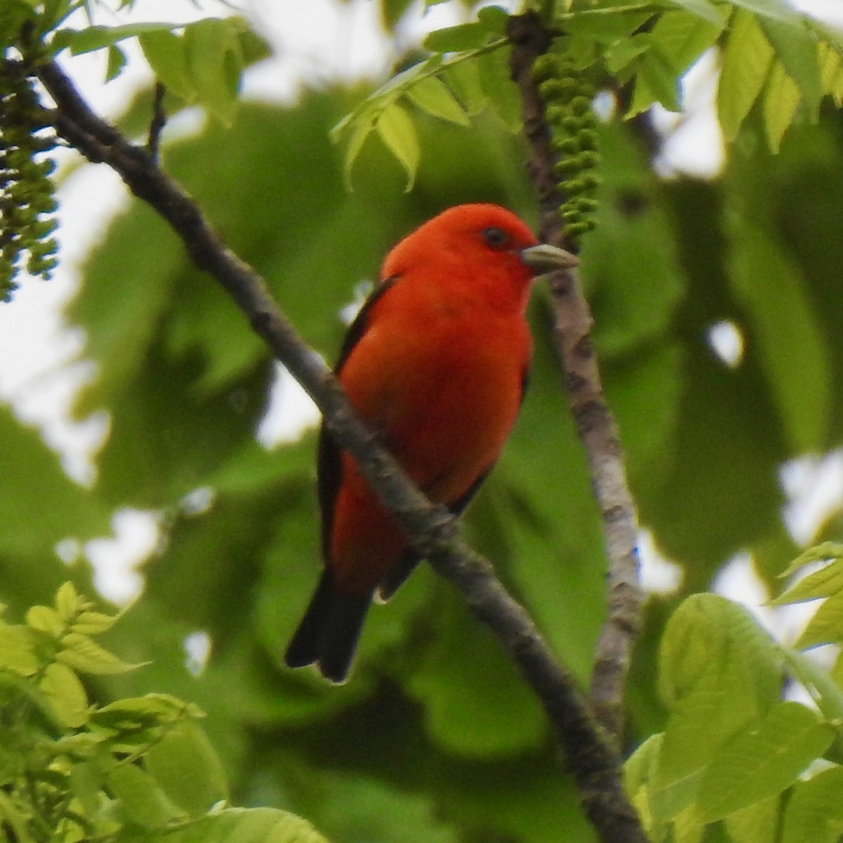 Scarlet Tanager - ML635092118