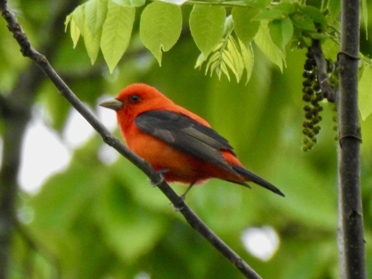 Scarlet Tanager - ML635092119